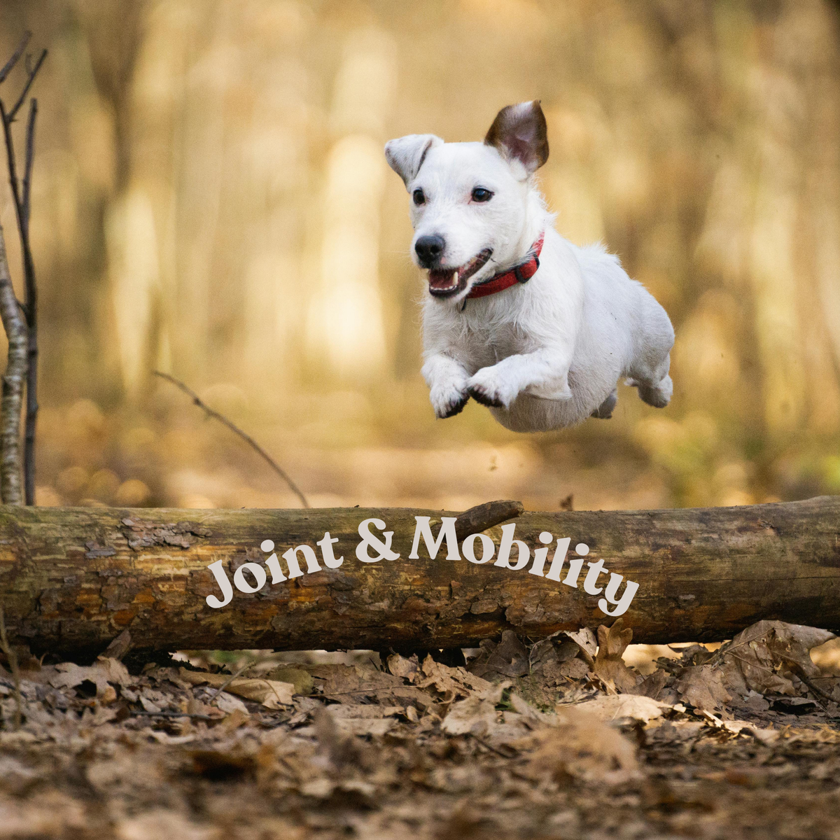 🐾 Joint & Mobility